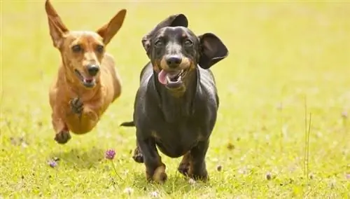 Minyatür Dachshund