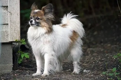 papillon na zewnątrz