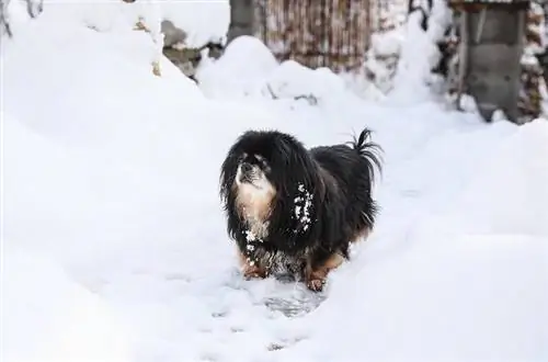 Spaniel tybetański w śniegu