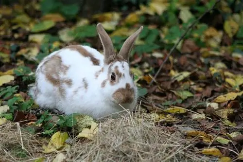 Անգլերեն Spot RabbitChocolate2