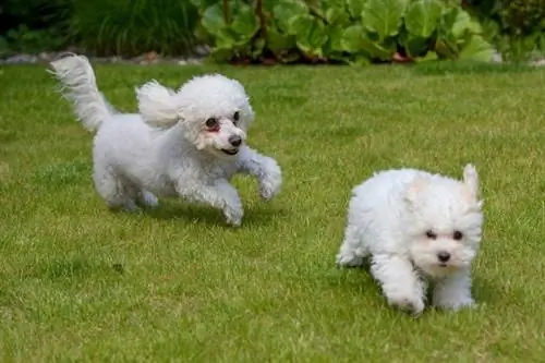 Twee bolognese honden