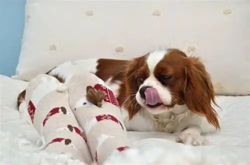 Śliczny cavalier king charles spaniel właśnie zjadł candy_bane.m_shutterstock