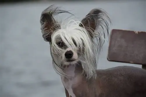 Chinese Kuifhond in de wind