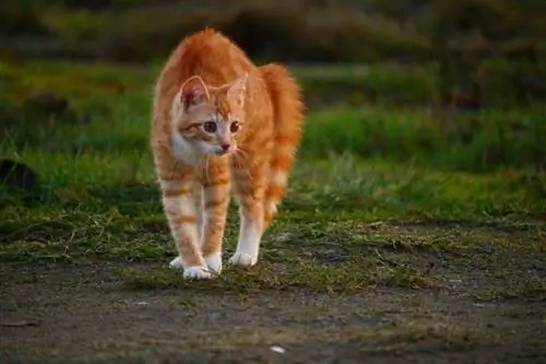 Orangefarbene Katze, die ihren Rücken wölbt