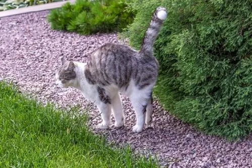 Tabbykatze sprüht im Freien, um ihr Revier zu markieren