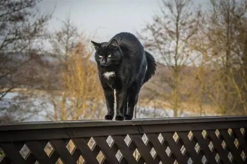 Waarom buigen katten hun rug? 5 redenen voor dit gedrag