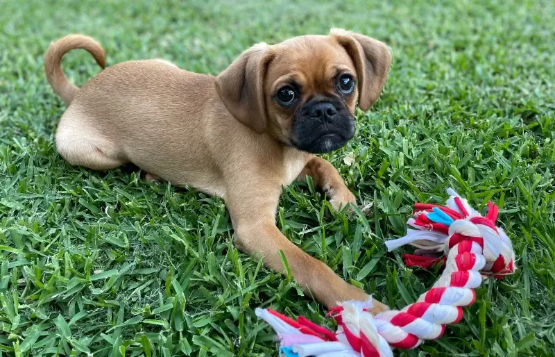 Welpe Pugalier Mischlingshund spielt mit Spielzeug im Hinterhof