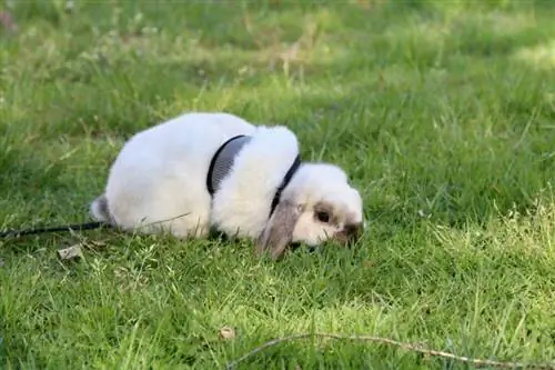 Weißes Holland-Lop-Häschen mit Leine, das im Gras erkundet