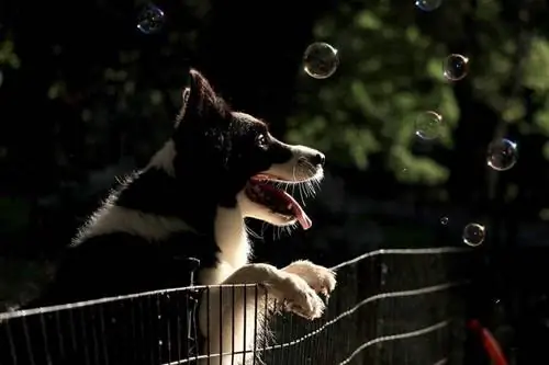 Comment faire des bulles sans danger pour les chiens : 10 étapes simples (approuvées par le vétérinaire)