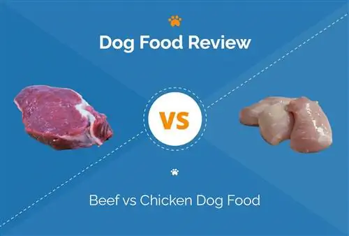 የበሬ ሥጋ vs የዶሮ ውሻ ምግብ፡ ምን መምረጥ አለብኝ?