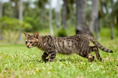 paka tabby kutembea katika meadow