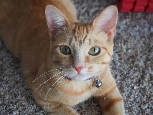 Eine getigerte Katze mit Halsband liegt auf Teppichboden