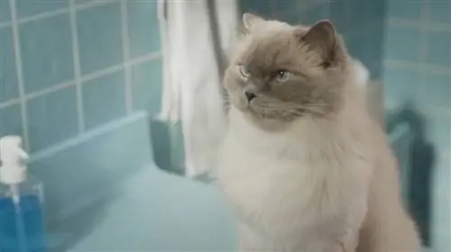 Dab tsi ntawm miv yog nyob rau hauv Highmark Commercial? Nto moo Cat Breeds Revealed