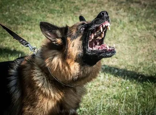 anjing gembala jerman yang agresif