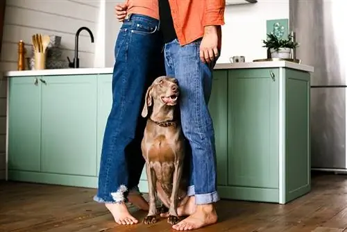 um cachorro sentado no chão perto das pernas de seus donos