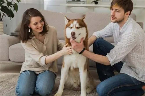 Cachorro recebendo massagem dos donos