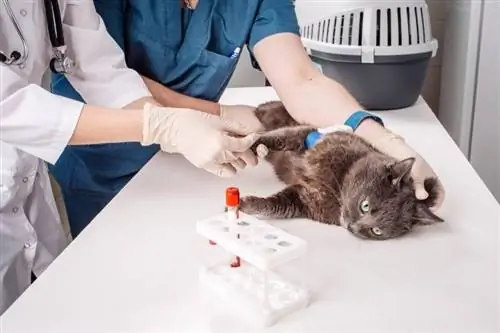 Valori normali del test del sangue del gatto – Spiegazione dei risultati del test del sangue