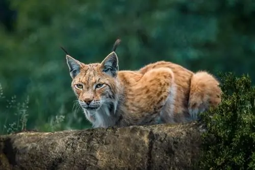 Bobcat berjongkok di atas batu besar