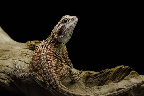 Dunner Bearded Dragon: Ukuran, Gambar, Habitat & Panduan Perawatan