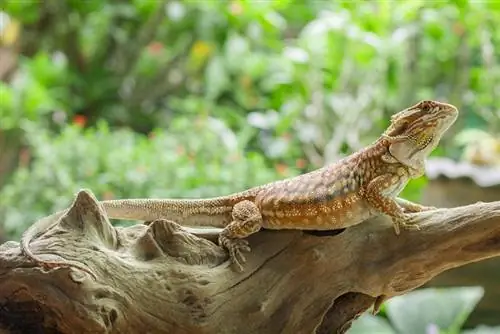 naga berjanggut Dunner di dahan