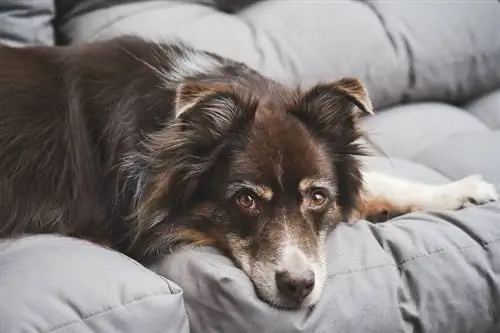 anjing gembala australia berbaring di sofa