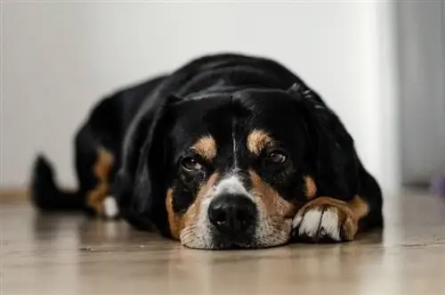 cane sdraiato sul pavimento