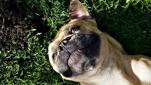 Eine französische Bulldogge, die auf dem Gras liegt