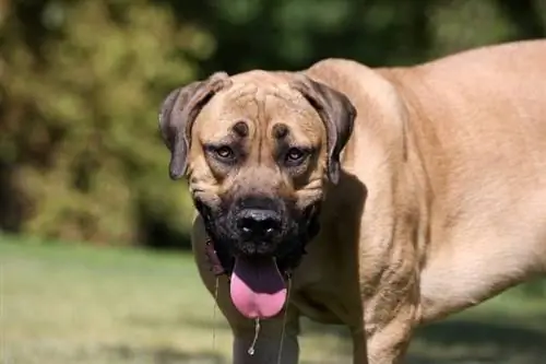 Englischer Mastiff sabbert