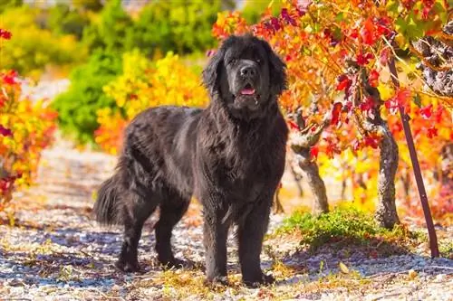 Newfoundland hund