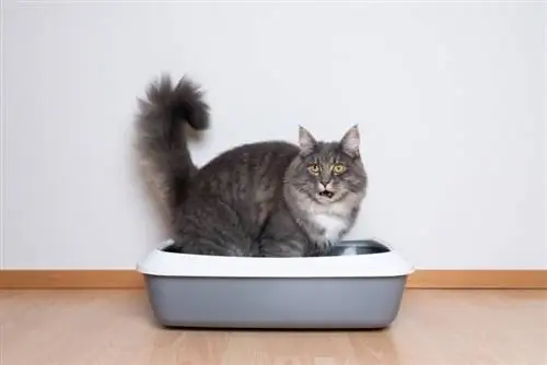 Maine Coon tabby blau assegut a la caixa d'escombraries