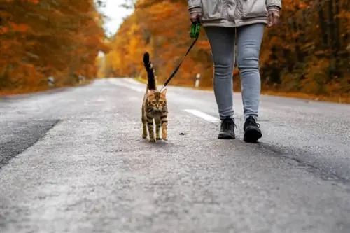 gato de Bengala na coleira