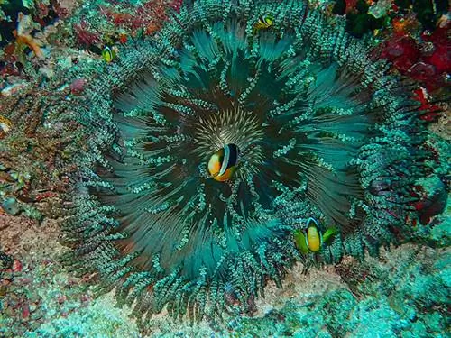 klovnefisk i perleformet sjøanemone