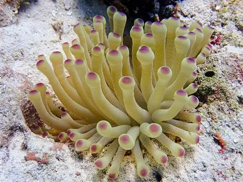 Anemone me majë rozë në Florida