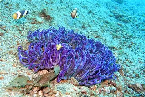 anemone tapash