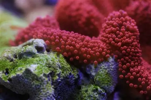 czerwone siodło Carpet Anemone