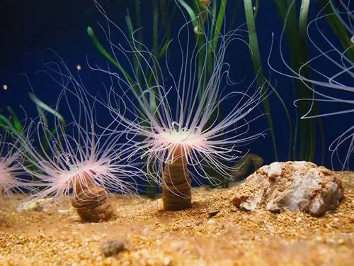 to Tube anemone