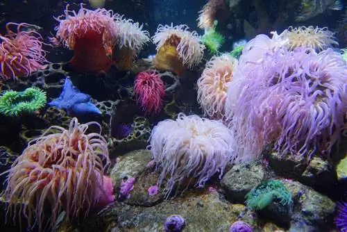 10 maklike soorte anemone vir soutwaterakwariums (met prente)