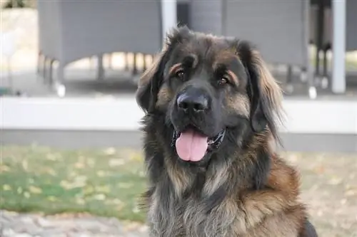 Leonberger pas