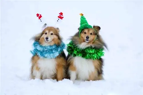 shelties na pinalamutian para sa christmas holidays