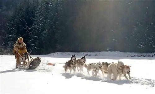 sled dog team Alaska Yukon