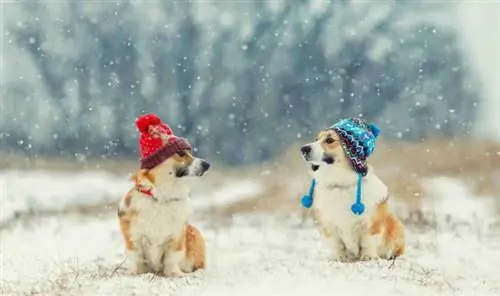 Über 100 vom Winter inspirierte Hundenamen: Ideen für mutige & kuschelige Hunde