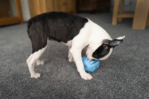 Boston Terrier Welpe spielt mit einem Spielzeugfutterautomat