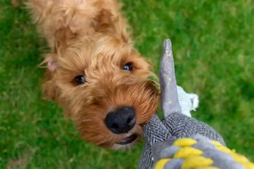 Goldener Cockapoo-Welpe spielt mit Schlepperspielzeug im Garten