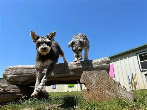 chiens jouant dehors à la garderie