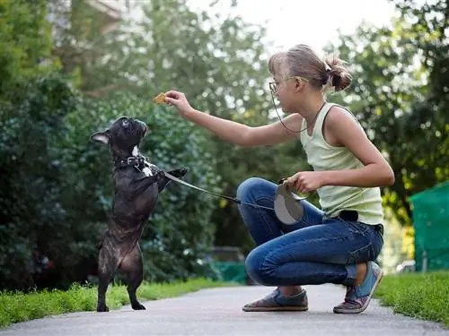 Fille promenant un chien de taureau français et s'entraînant. Chiot sautant pour se régaler