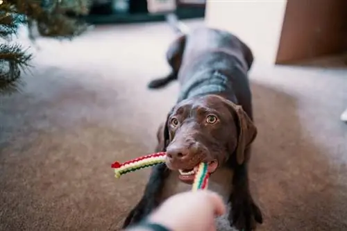 cachorro puxando brinquedo