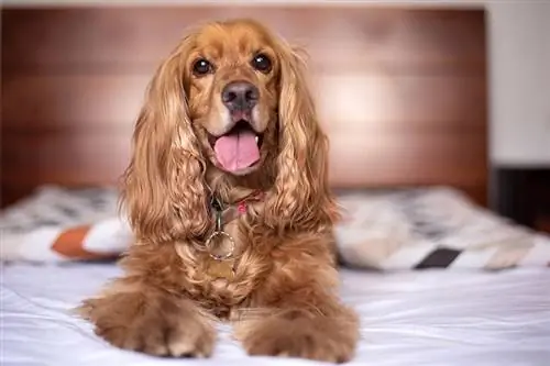 English Cocker Spaniel berbaring di tempat tidur