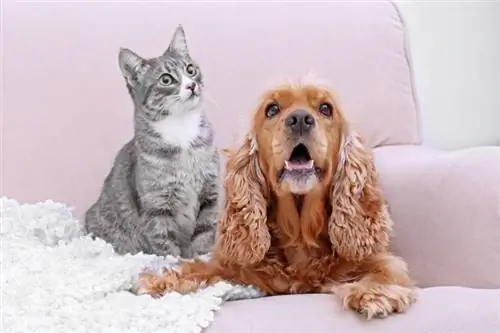 anjing cocker spaniel dan kucing bersama di sofa di rumah