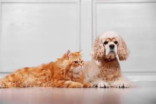 Cocker spaniel Amerika dan kucing merah bersama di lantai kamar