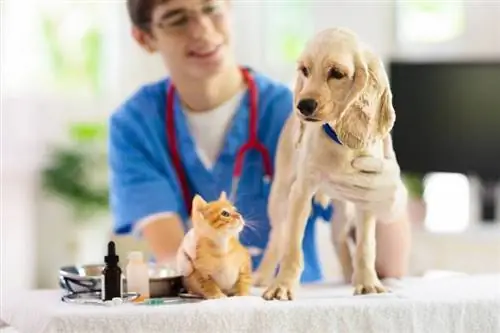 dokter hewan memeriksa anjing dan kucing cocker spaniel